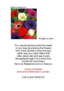 thumbnail of As you plant your bulb